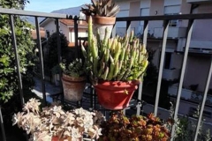 Appartamento GEMMA a Pietrasanta - VersiliaTerrazza